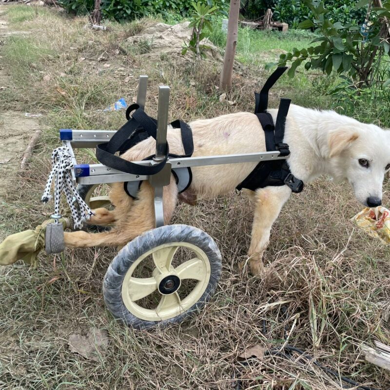 Mint-NGO indian stray mongrel pariah indie mintbowl dog wheelchair india